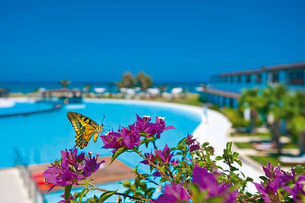 Ein gelber Schmetterling sitzt auf einem Busch mit lila Blumen neben dem Pool des Giannoulis Cavo Spada Sports & Leisure Resort.