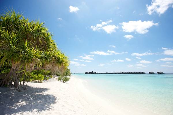 Strand des LUX South Ari Atoll Hotels mit grünen Palmen und blauem Wasser