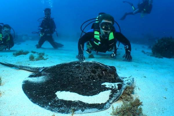Vier Taucher erkunden das Meer und einen Rochen am Meeresboden.
