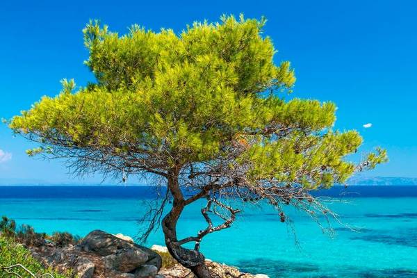 Landschaft mit Baum und Meer in der Nähe des HM Gran Fiesta Hotels