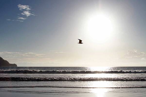 Sonnenaufgang am Strand mit einem fliegenden Vogel und einer sanften Brandung.