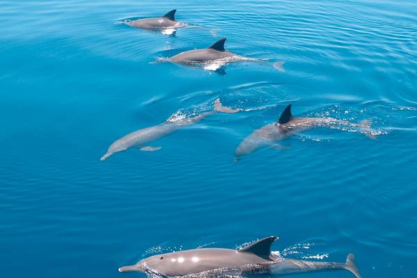 Fünf Delfine schwimmen in einer Reihe im blauen Meer.