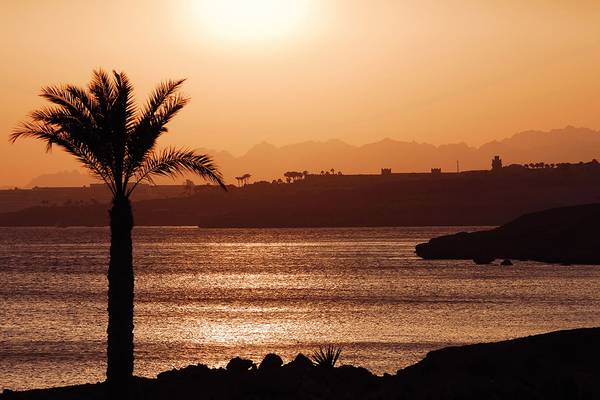 Sonnenuntergang am Strand mit Palme und Meer in Sharm El Sheikh