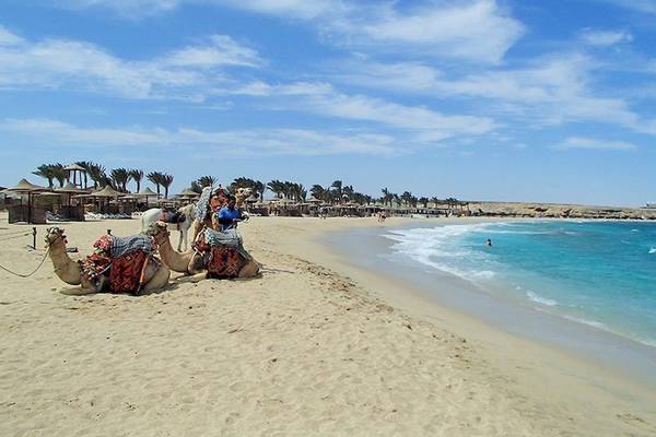 Strand am Malikia Resort Abu Dabbab mit Kamelen und blauem Meer