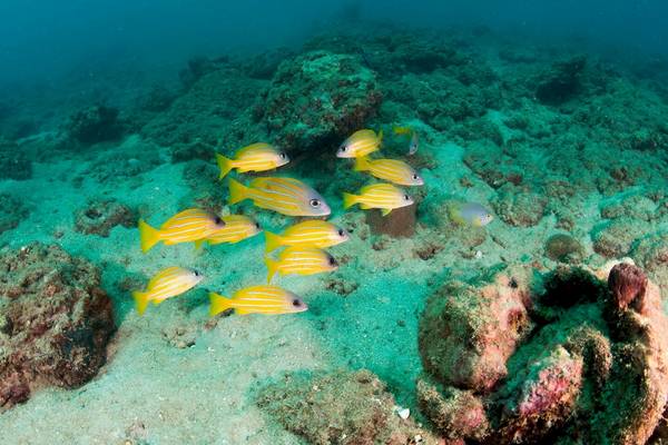 Gruppe gelber Fische im Ozean