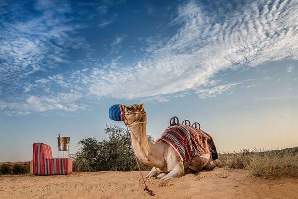 Ein Kamel, das in der Wüste neben einem roten Stuhl und einem Champagnerkühler sitzt, vor dem Ritz-Carlton Ras Al Khaimah, Al Wadi Desert.