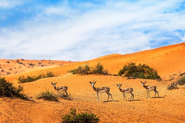 Vier Gazellen stehen in einer Wüstenlandschaft mit Sanddünen und spärlicher Vegetation.