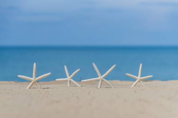 Vier Seesterne auf dem Sandstrand mit dem Meer im Hintergrund