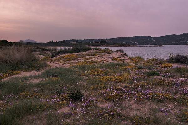 Eine Blumenwiese vor dem Hotel Ollastu Resort bei Abendstimmung.