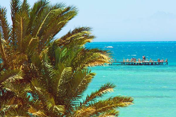 Palme am Meer vor dem Chedi El Gouna Hotel