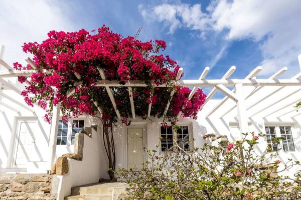 Eingang des Rhenia Mykonos Hotel & Bungalows mit roten Bougainvillea-Blumen