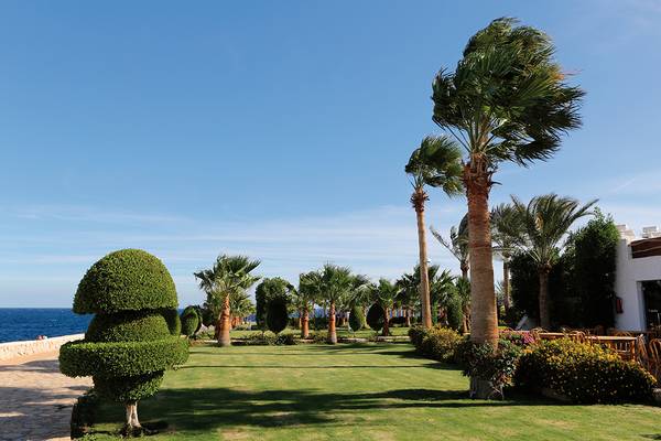 Garten des Sharm Club Beach Resorts mit Palmen und Blick auf das Meer.