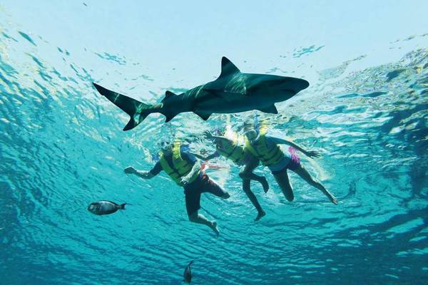 Snorkelnde Menschen im Atlantis The Palm Hotel, nahe einem Hai