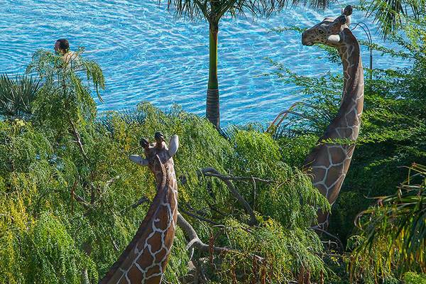 Giraffe stehen neben einem Pool im Lopesan Baobab Resort, mit zwei Menschen im Wasser.