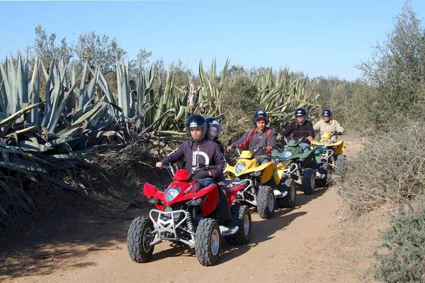 Vier Personen auf Quads in der Wüste, umgeben von hohen Pflanzen.