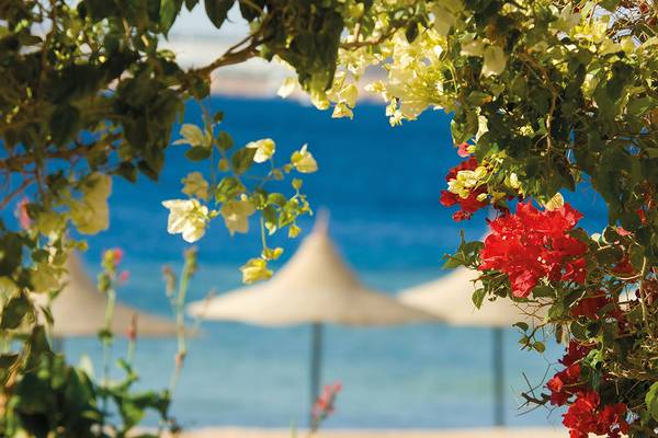 Blick auf eine Strandszene mit roten und weißen Blumen vor dem Makadi Spa Hotel