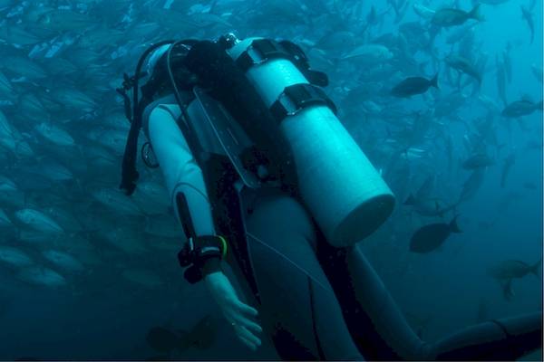 Ein Taucher im Meer, umgeben von einem großen Schwarm von Fischen.