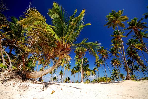Ein Strand mit vielen Palmen und weißem Sand unter einem blauen Himmel