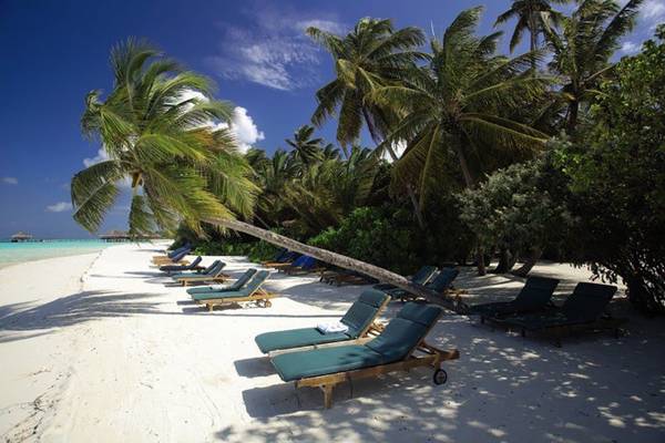 Strauchende Palme am Strand des Medhufushi Island Resorts mit blauen Liegestühlen