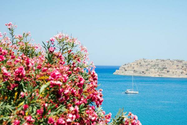 Rosa Blumen vor einem blauen Meer mit einer Insel und einem Boot im Hintergrund.