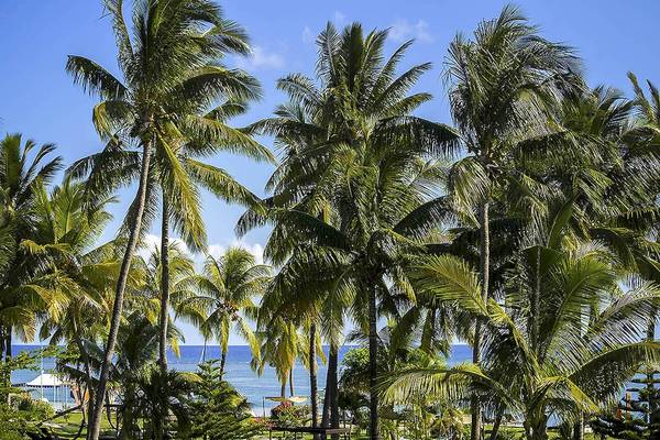 Palmen am Strand des Sofitel Mauritius L'Imperial Resort & Spa