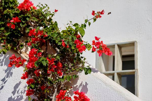Rote Blumen hängen an der Wand des Alexander Beach Hotel & Village Resort.