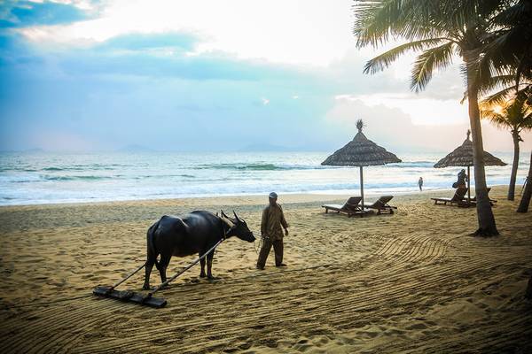Ein Ochse zieht eine Bürste über den Strand des Palm Garden Beach Resort Hoi An.