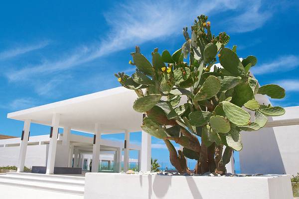 Ein Kaktus steht vor dem Grecotel LUX ME White Palace Hotel.