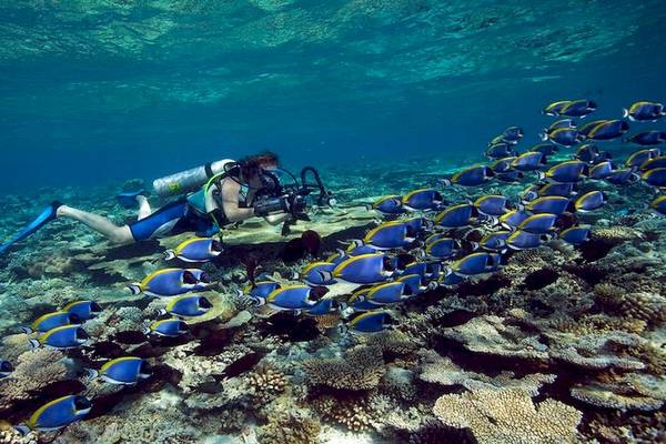 Ein Taucher fotografiert eine Schule blauer Fische vor dem Dhawa Ihuru Hotel.