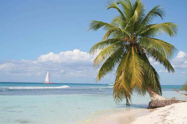 Eine Palme am Strand mit einem Segelboot im Hintergrund