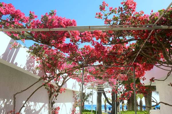 Eingang zum Blue Horizon Hotel mit roten Blumen, die einen Bogen bilden