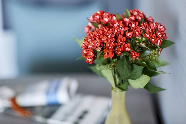 Roter Blumenstrauß mit grünen Blättern in einer gelben Vase auf einem Tisch