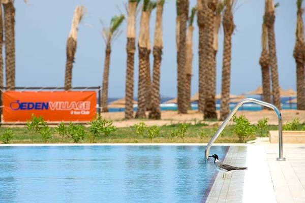 Schwimmbad am Gemma Resort mit Palmen und einem Vogel am Rand