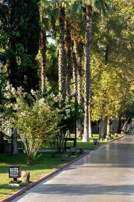 Eine Allee mit hohen Palmen und Blumen, die von Bäumen gesäumt wird.