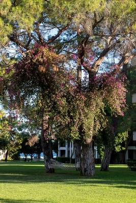 Garten des Sherwood Exclusive Kemer Hotels mit Bäumen und Hängematten