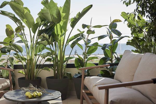 Balkon des Helea Lifestyle Beach Resort mit Blick auf das Meer und großen Pflanzen