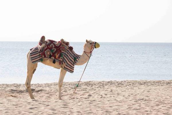 Ein Kamel am Strand vor dem Meer mit einem gemusterten Mantel