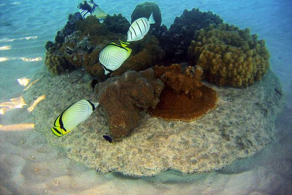 Unterwasseraufnahme von verschiedenen bunten Fischen und Korallenriffen.