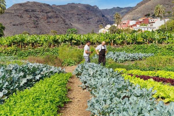 Zwei Männer im Gemüsegarten des Jardin Tecina Hotels, umgeben von verschiedenen Pflanzen und Bananenstauden.