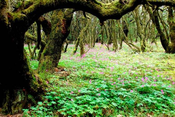 Dichter Wald mit Blumen und moosbewachsenen Bäumen