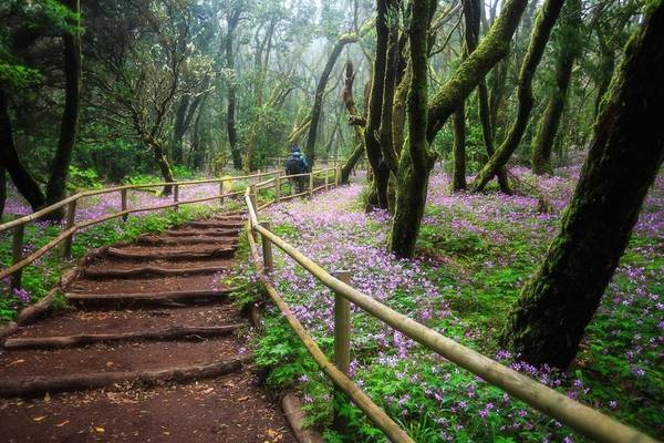 Wanderweg im Regenwald mit Blumen und Holzzaun, eine Person mit Rucksack geht den Weg entlang.