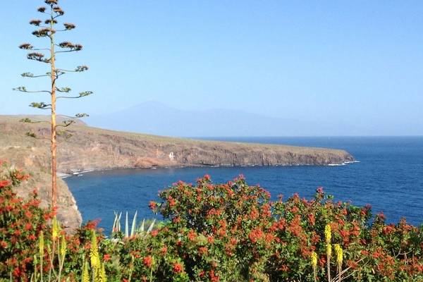 Aussicht auf das Meer mit Blumen und einer Palme am Horizont.