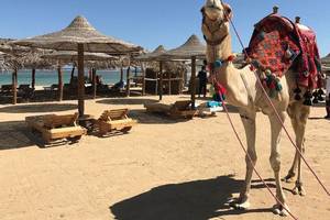 Camel mit farbigem Umhang auf dem Strand unter Strohhütten