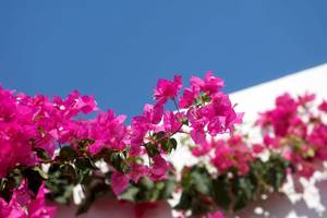 Rosa Blumen, die an einer weißen Wand wachsen, mit einem blauen Himmel im Hintergrund.