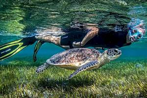 Taucher mit Schnorchel neben einer Schildkröte im kristallklaren Wasser