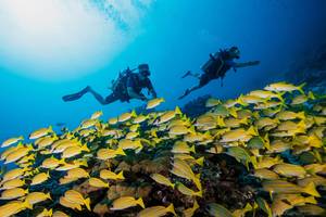 Zwei Taucher erkunden das Meer mit einer großen Schule gelber Fische.