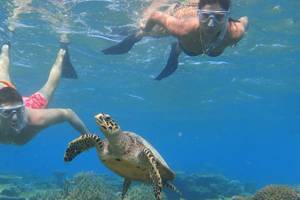 Zwei Männer schwimmen mit Schnorchel und Tauchflossen im Meer neben einer Meeresschildkröte.