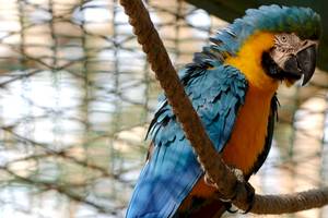 Ein blau und gelb gefiederter Ara sitzt auf einem Zweig in einem Zoo.
