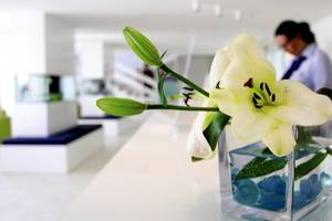 Weiße Lilien in einer quadratischen Vase mit blauen Kugeln auf einem Tisch im Cavtat Hotel.