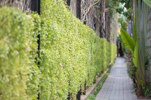 Grüne Hecke neben einem Gehweg im Pavilion Samui Villas & Resort